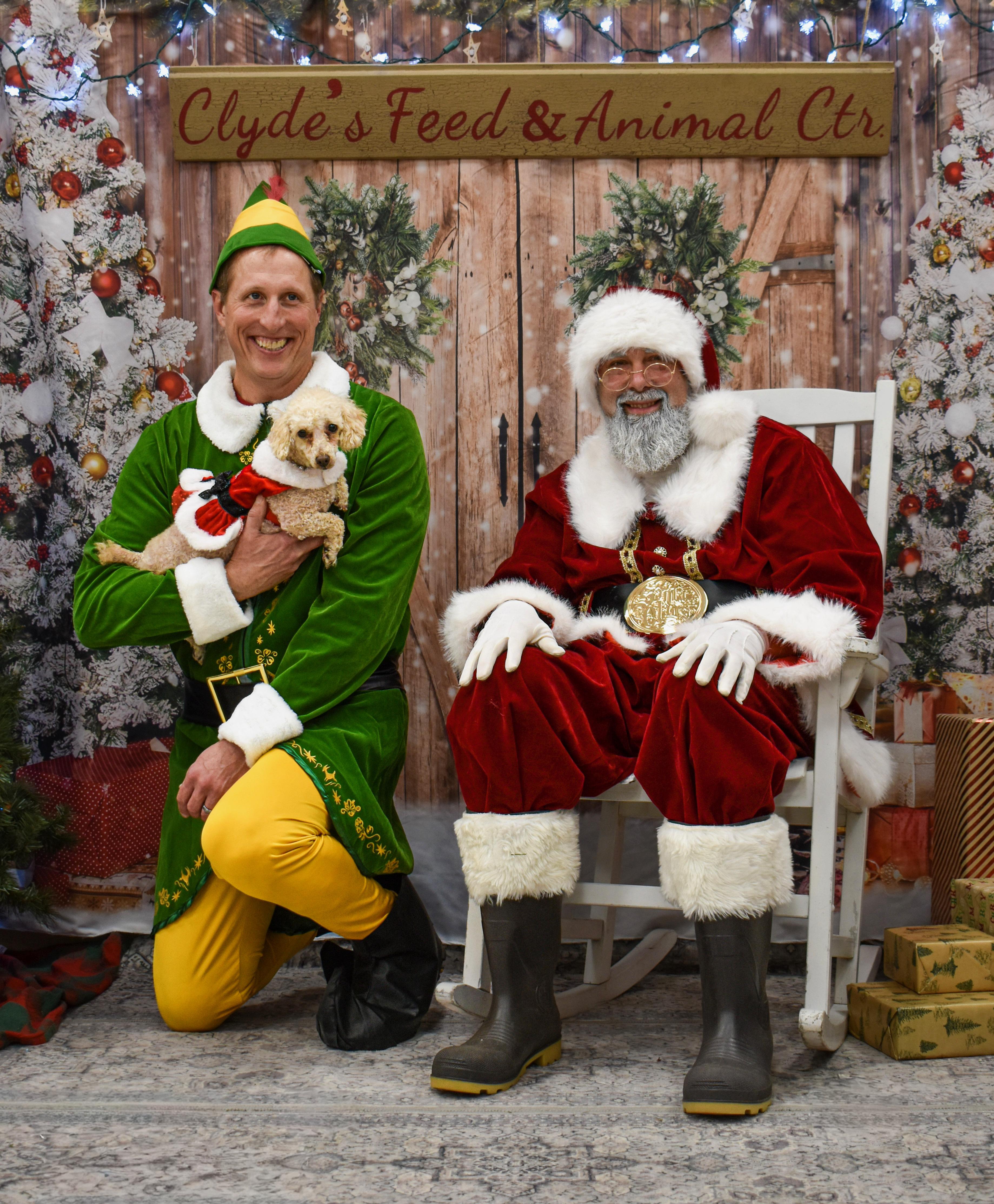 Greta-mini poodle (waived adoption fee), a Adoptable Miniature Poodle in Hamburg, NY image 1/6