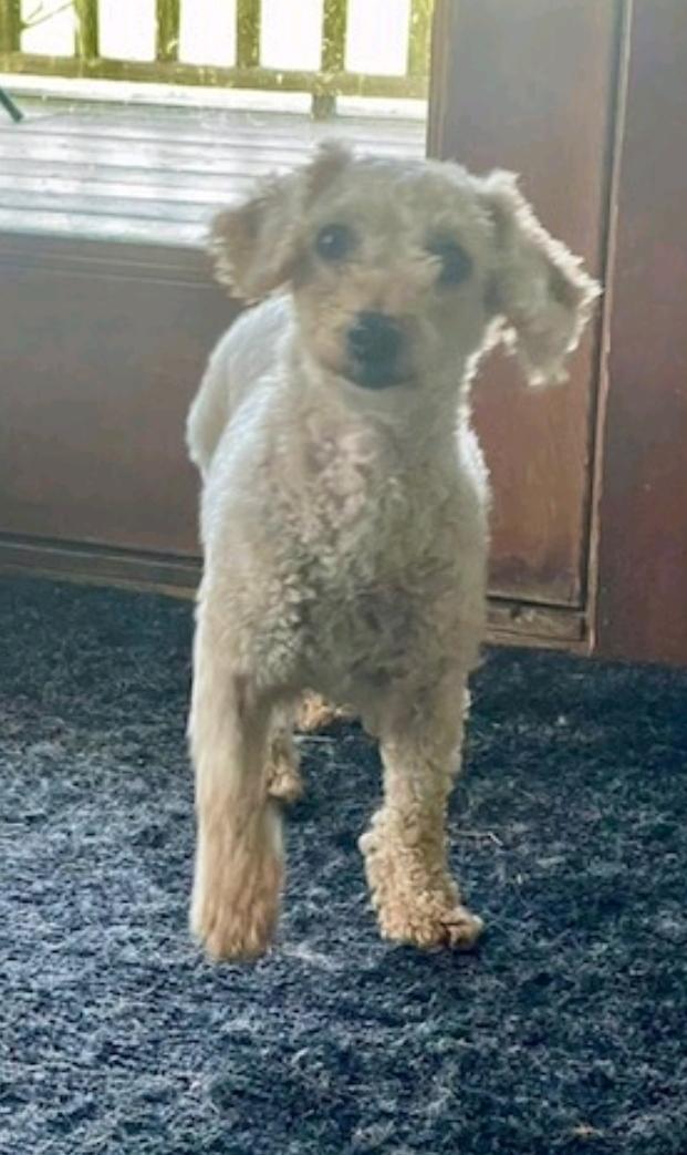 Greta-mini poodle (waived adoption fee), a Adoptable Miniature Poodle in Hamburg, NY image 4/6