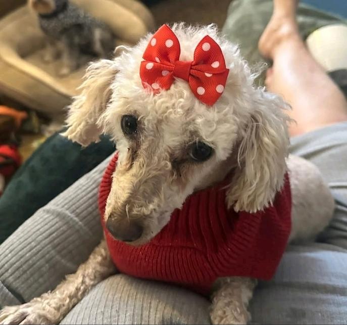 Greta-mini poodle (waived adoption fee), a Adoptable Miniature Poodle in Hamburg, NY image 2/6