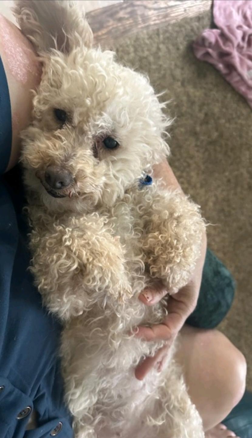 Greta-mini poodle (waived adoption fee), a Adoptable Miniature Poodle in Hamburg, NY image 3/6
