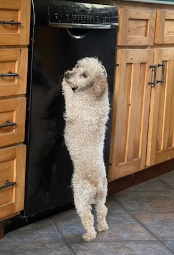 Greta-mini poodle (waived adoption fee), a Adoptable Miniature Poodle in Hamburg, NY image 5/6