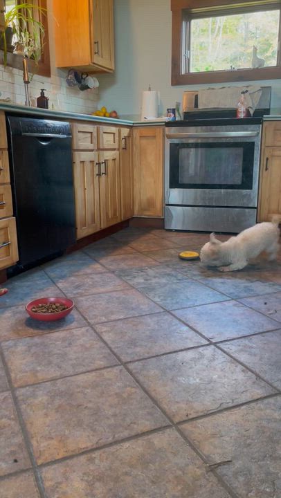 Enlarge Greta-mini poodle (waived adoption fee), a Adoptable Miniature Poodle in Hamburg, NY video 6/6