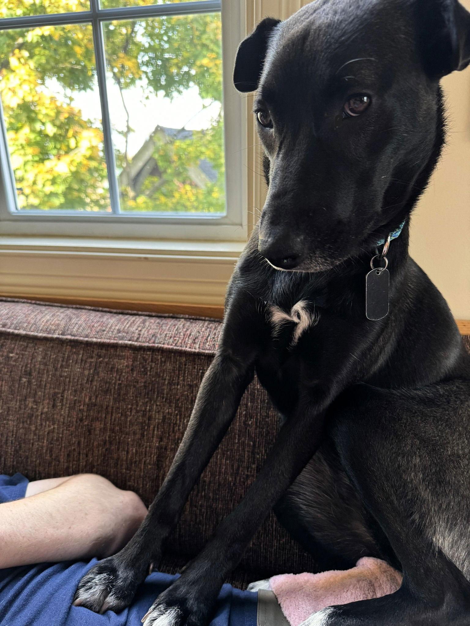 Luna, Adoptable, Young Female Mixed Breed.