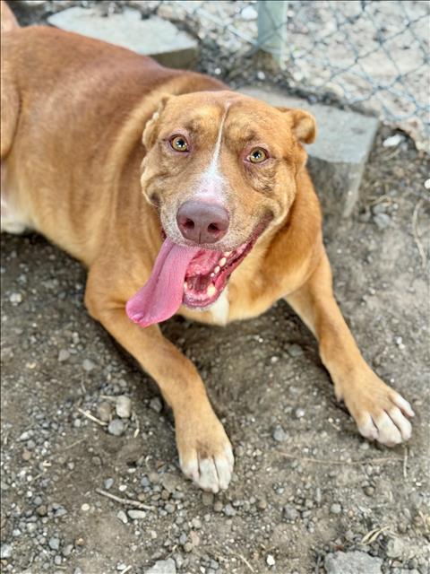 BECK, Adoptable, Adult Male Labrador Retriever & Mixed Breed.