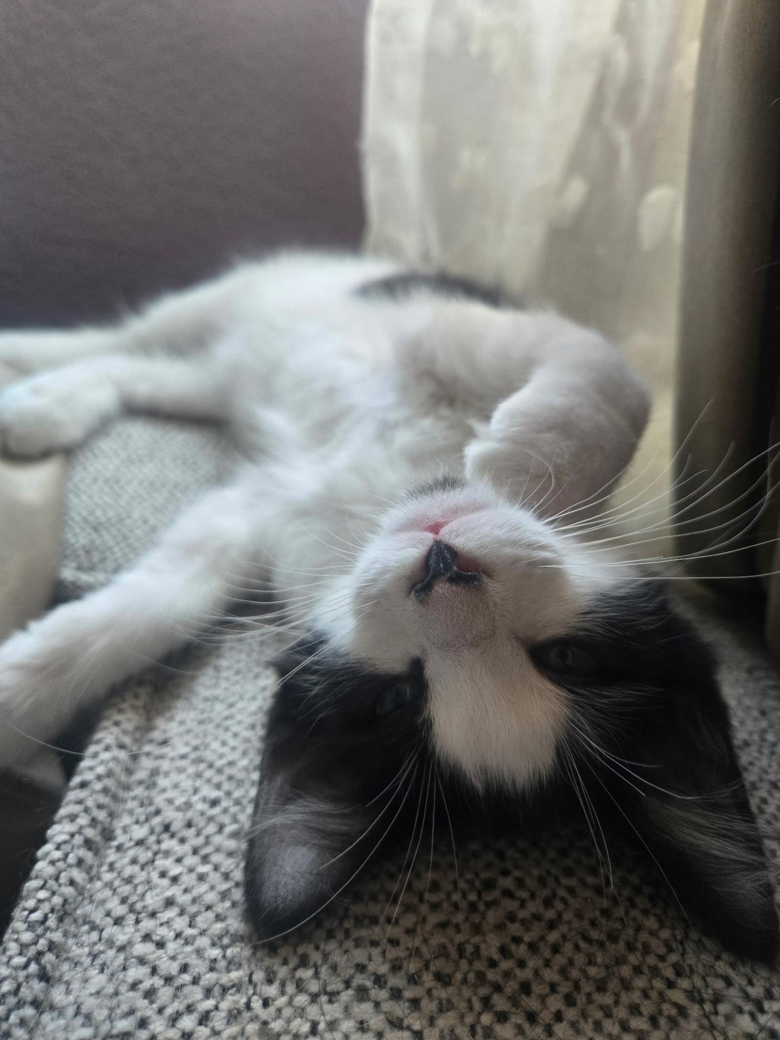 Karma, a ADOPTABLE Domestic Short Hair in Penryn, CA image 2/3