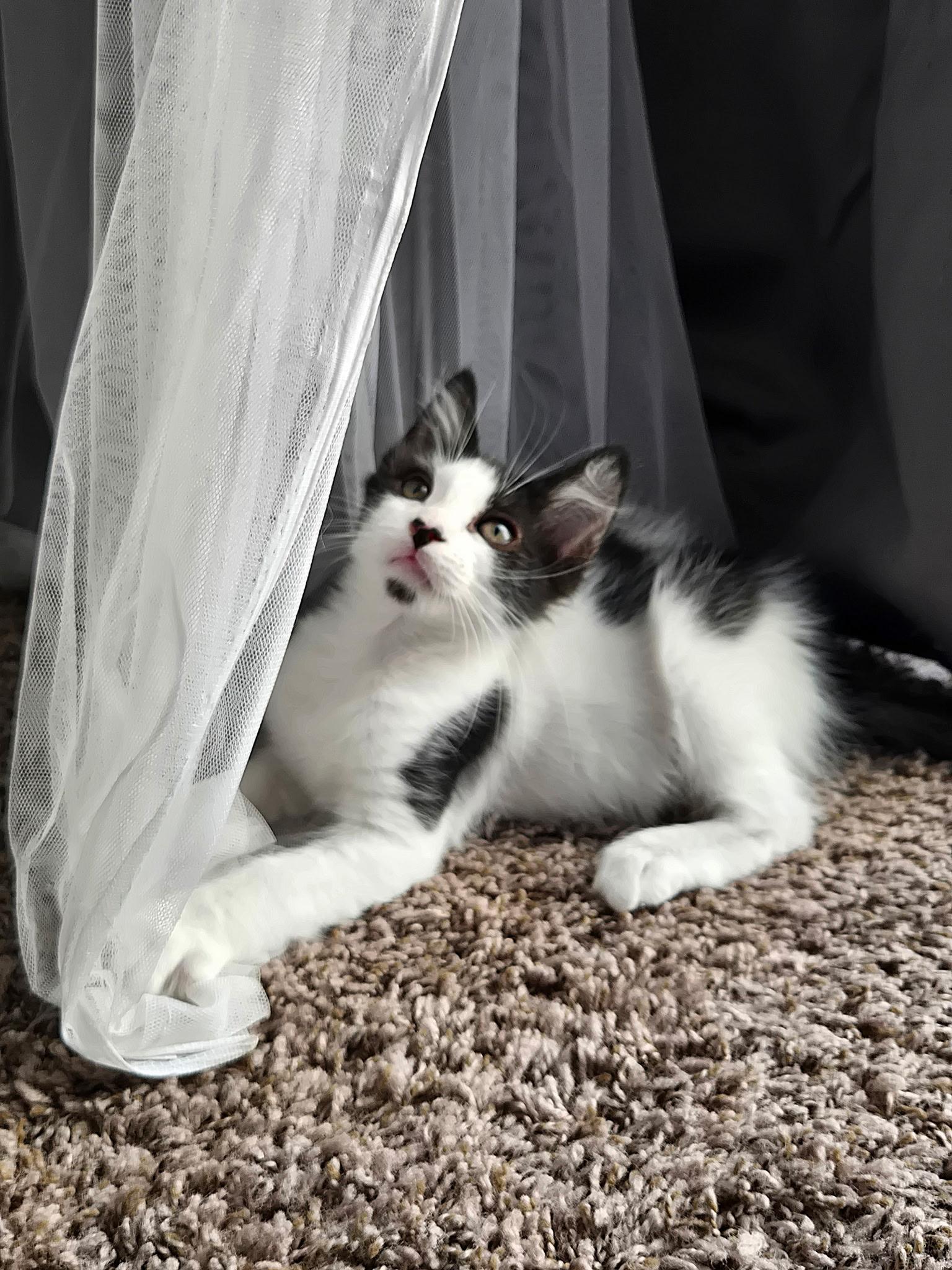 Karma, ADOPTABLE, Kitten Female Domestic Short Hair.