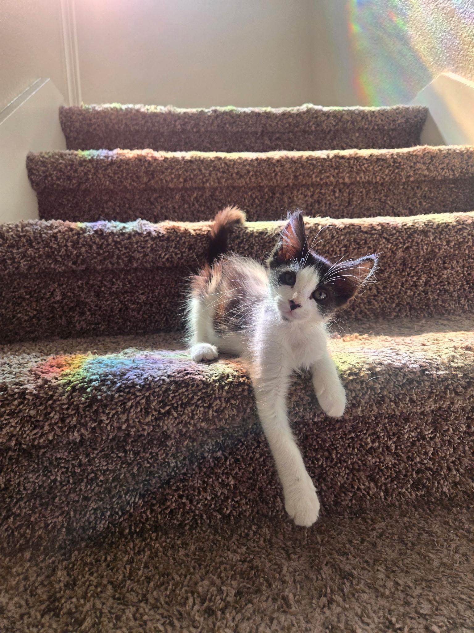 Karma, a ADOPTABLE Domestic Short Hair in Penryn, CA image 3/3