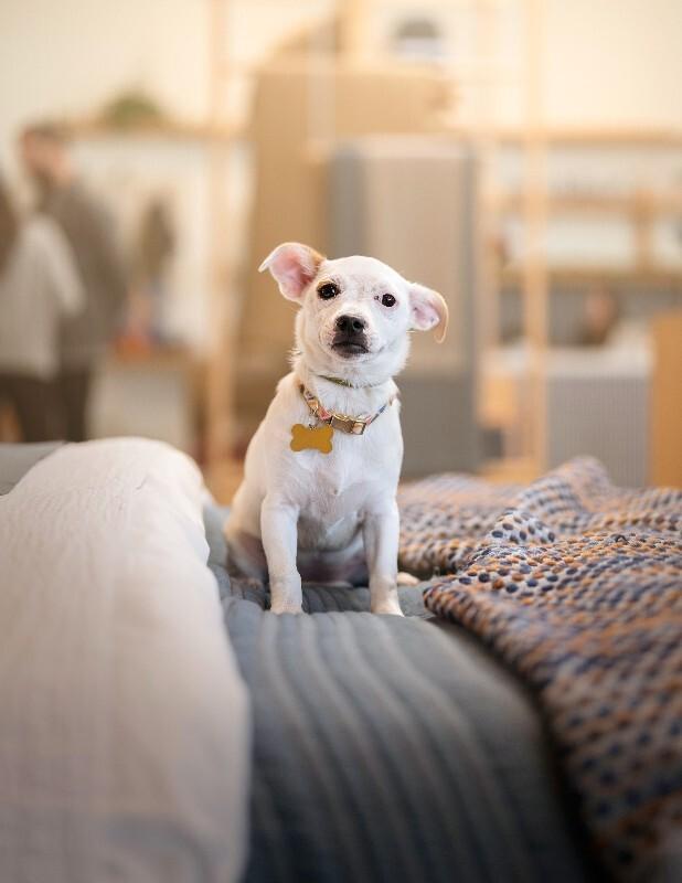 Dottie, Adoptable, Adult Female Jack Russell Terrier & Corgi.