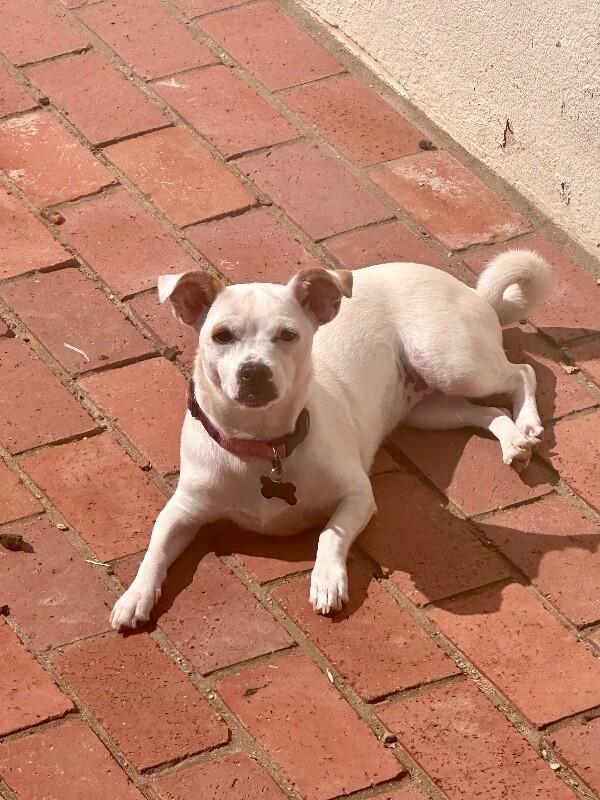 Enlarge Dottie, a Adoptable mixed breed in Valley Village, CA image 3/6