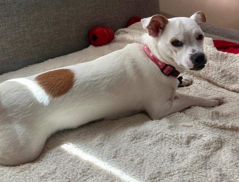 Enlarge Dottie, a Adoptable mixed breed in Valley Village, CA image 4/6