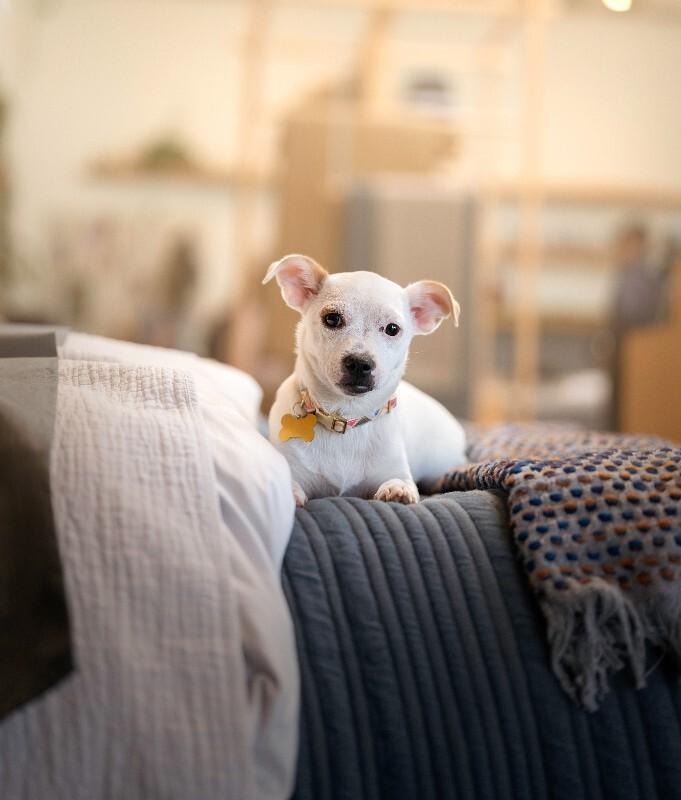 Enlarge Dottie, a Adoptable mixed breed in Valley Village, CA image 3/4