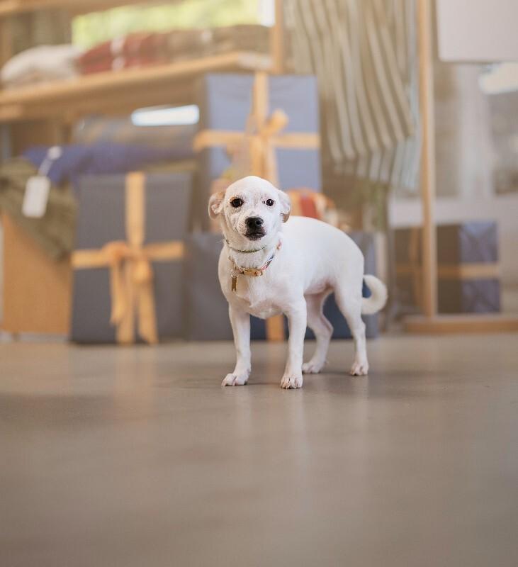 Enlarge Dottie, a Adoptable mixed breed in Valley Village, CA image 4/4