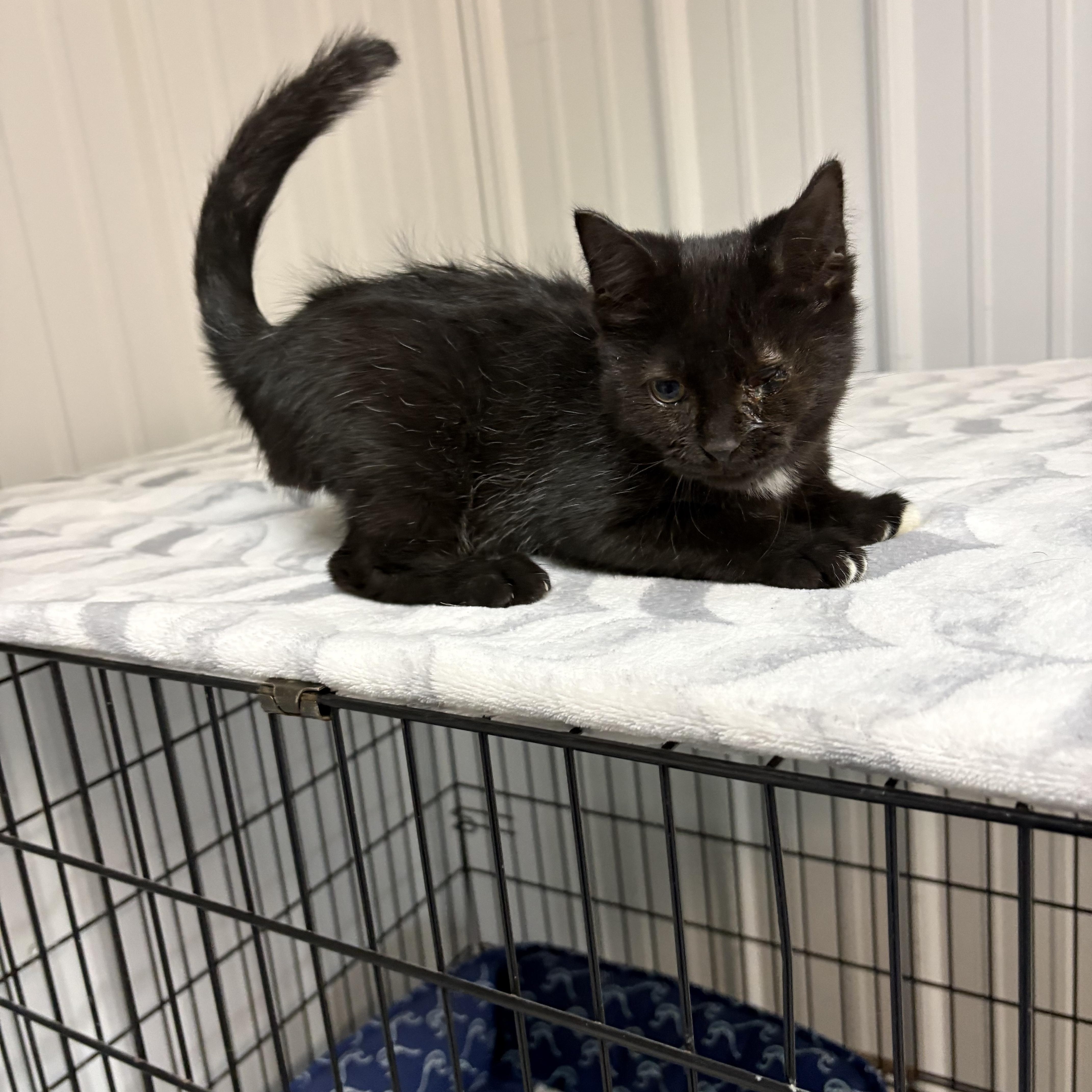 Enlarge Jet, a Adoptable American Shorthair in Big Rapids, MI image 4/4
