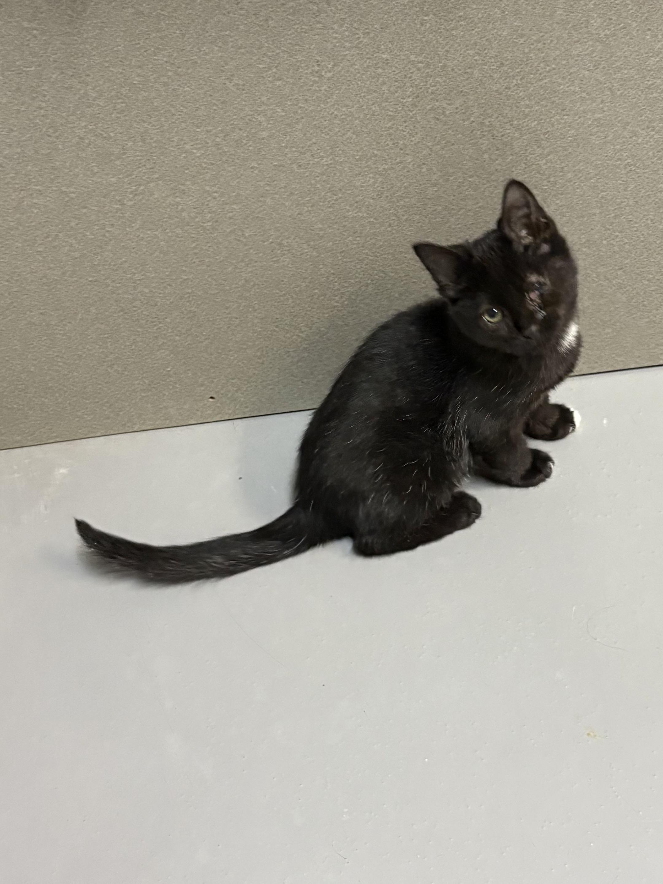 Enlarge Jet, a Adoptable American Shorthair in Big Rapids, MI image 3/4