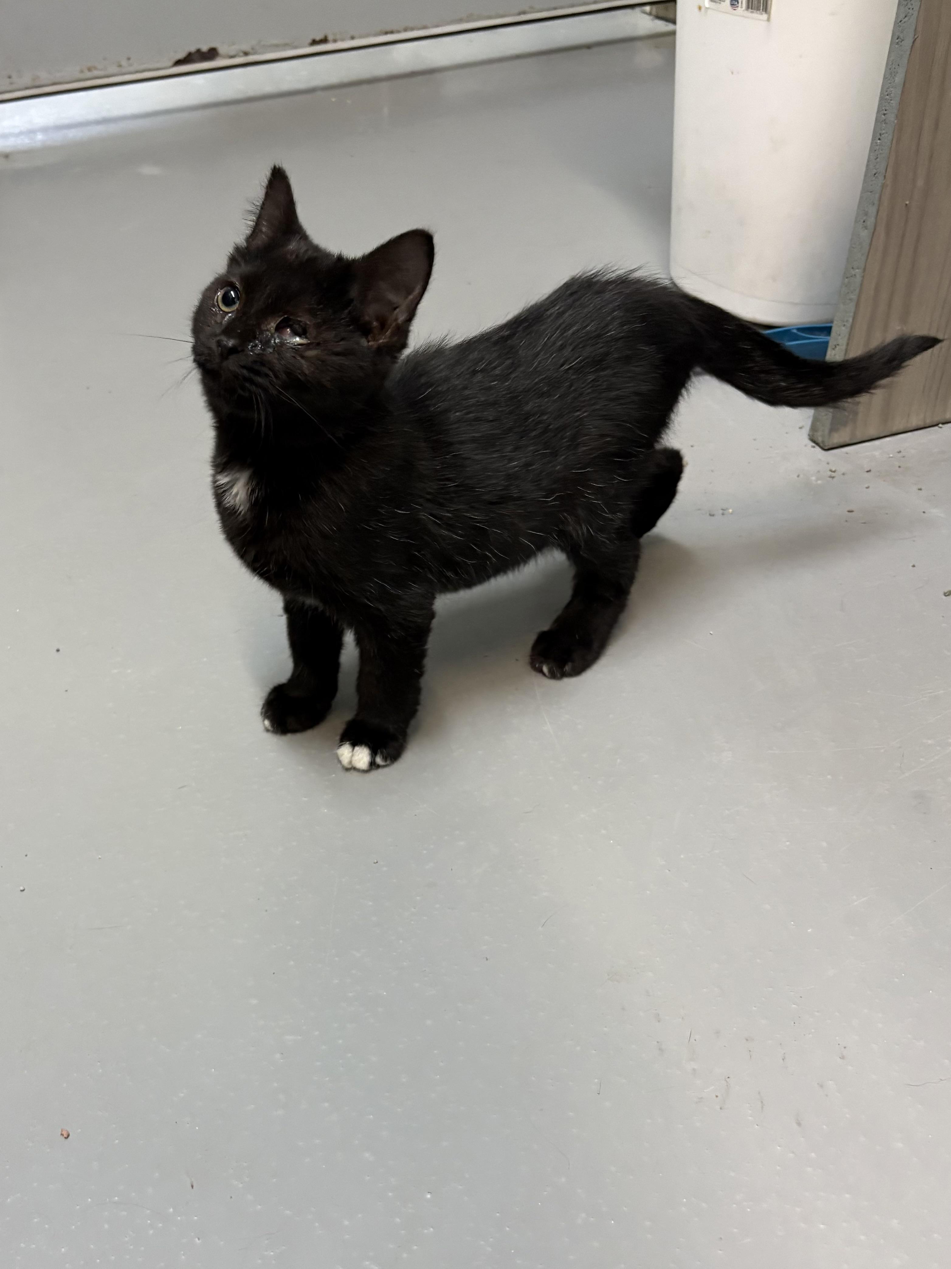 Enlarge Jet, a Adoptable American Shorthair in Big Rapids, MI image 2/4