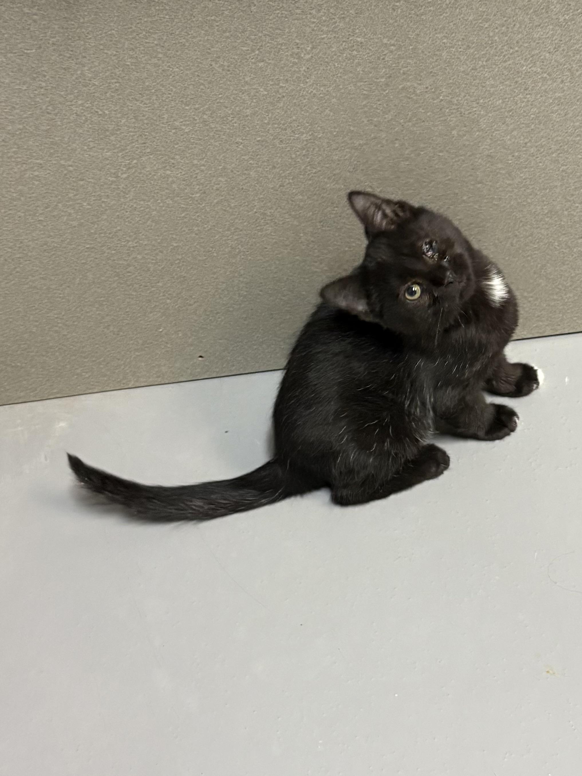 Jet, Adoptable, Young Male American Shorthair.