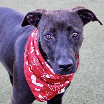 Enlarge Noodles, a Adoptable mixed breed in Largo, FL image 1/2