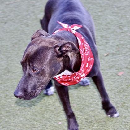 Enlarge Noodles, a Adoptable mixed breed in Largo, FL image 2/2