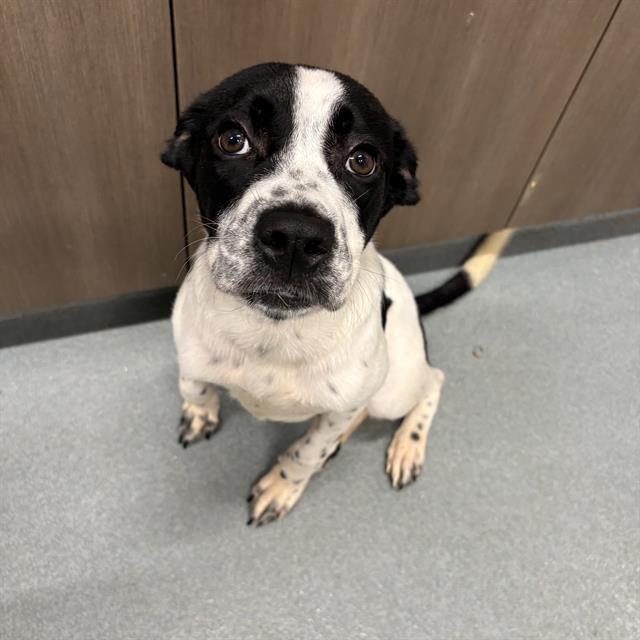 POPPY, Adoptable, Young Female Australian Cattle Dog / Blue Heeler & Labrador Retriever.