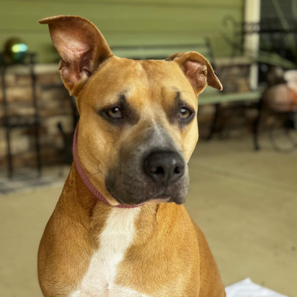 Willow, Adoptable, Adult Female Pit Bull Terrier.