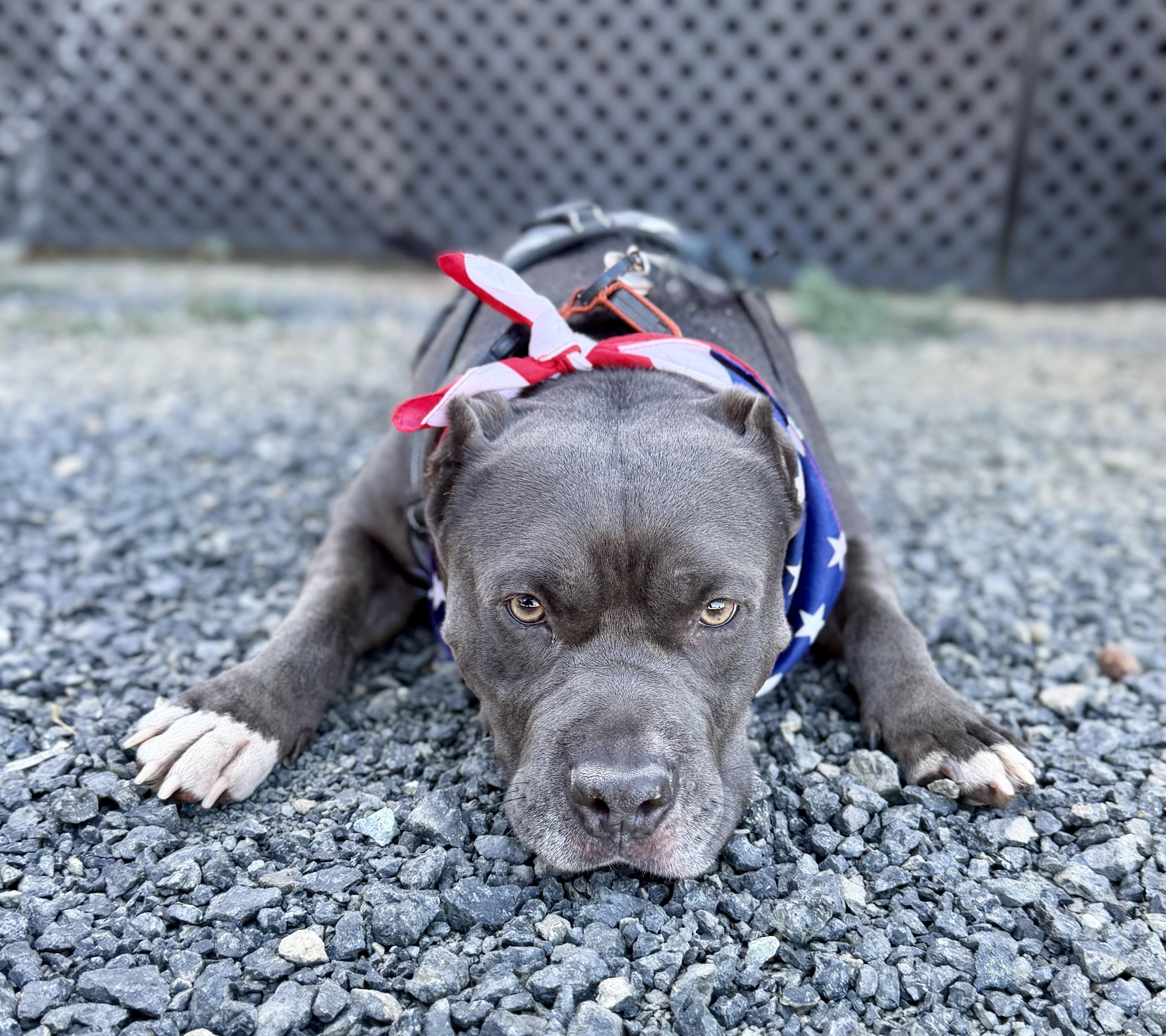 Enlarge Bowser 0126, a Adoptable mixed breed in Sonora, CA image 4/4