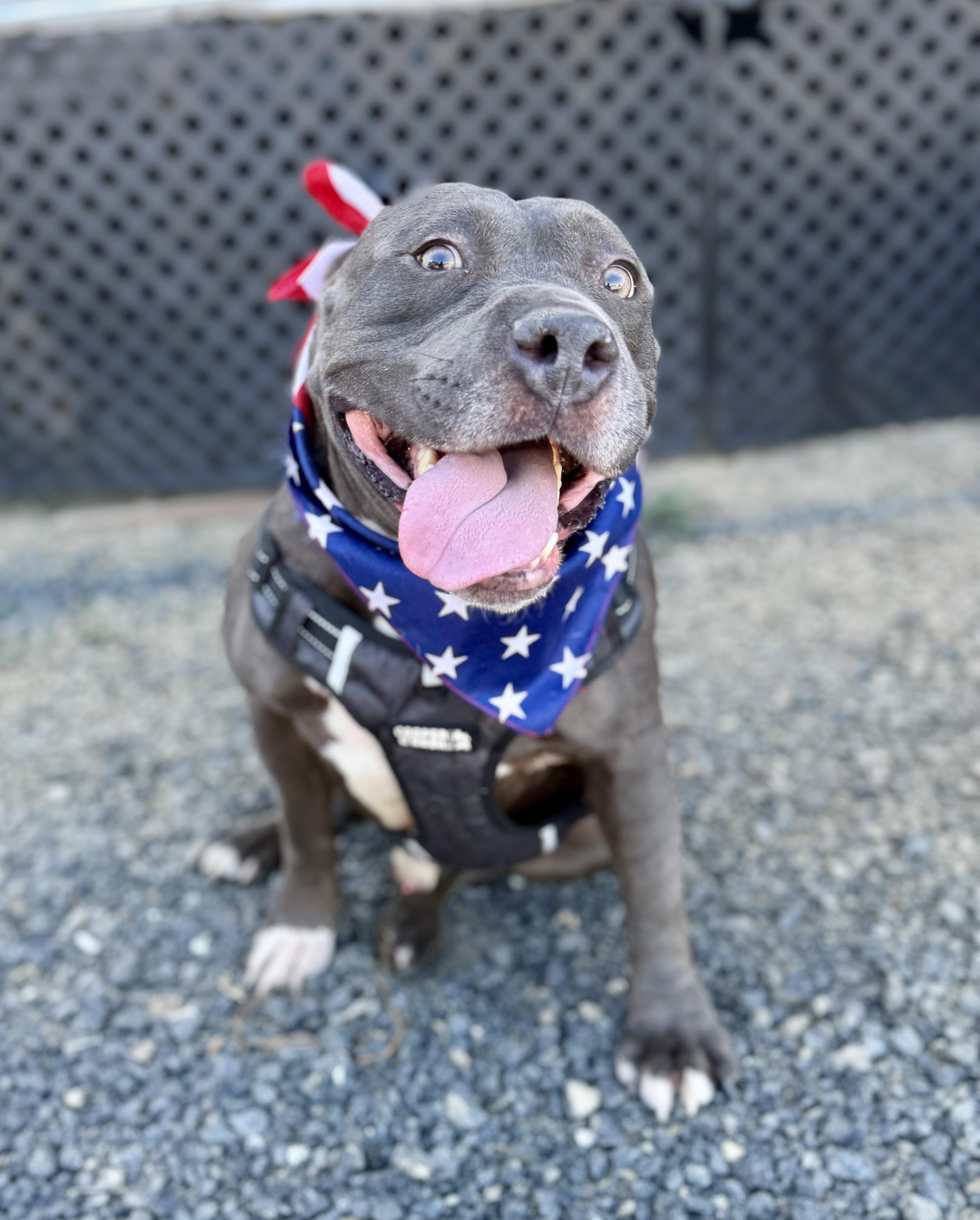 Enlarge Bowser 0126, a Adoptable mixed breed in Sonora, CA image 3/4