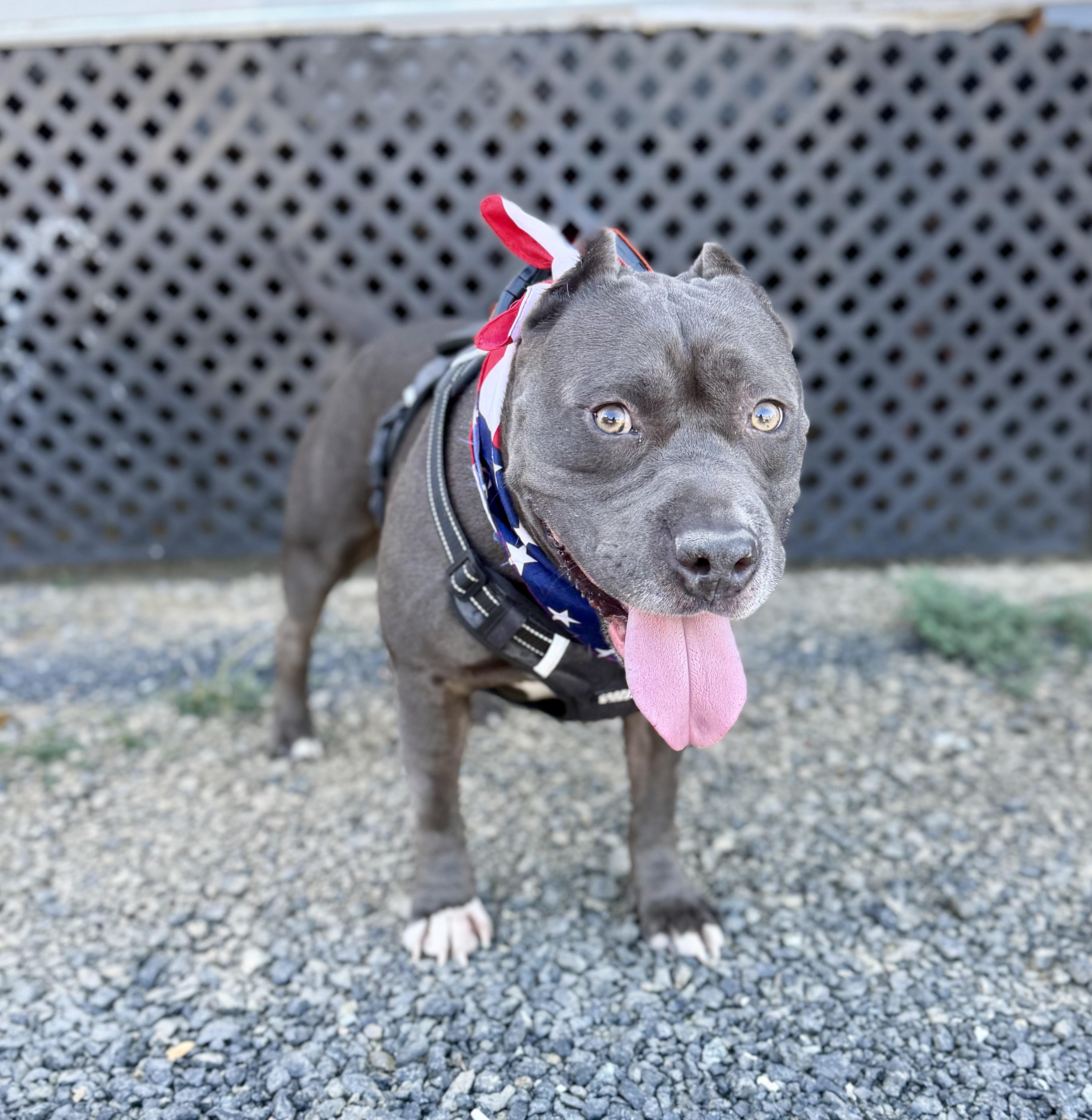 Enlarge Bowser 0126, a Adoptable mixed breed in Sonora, CA image 1/4