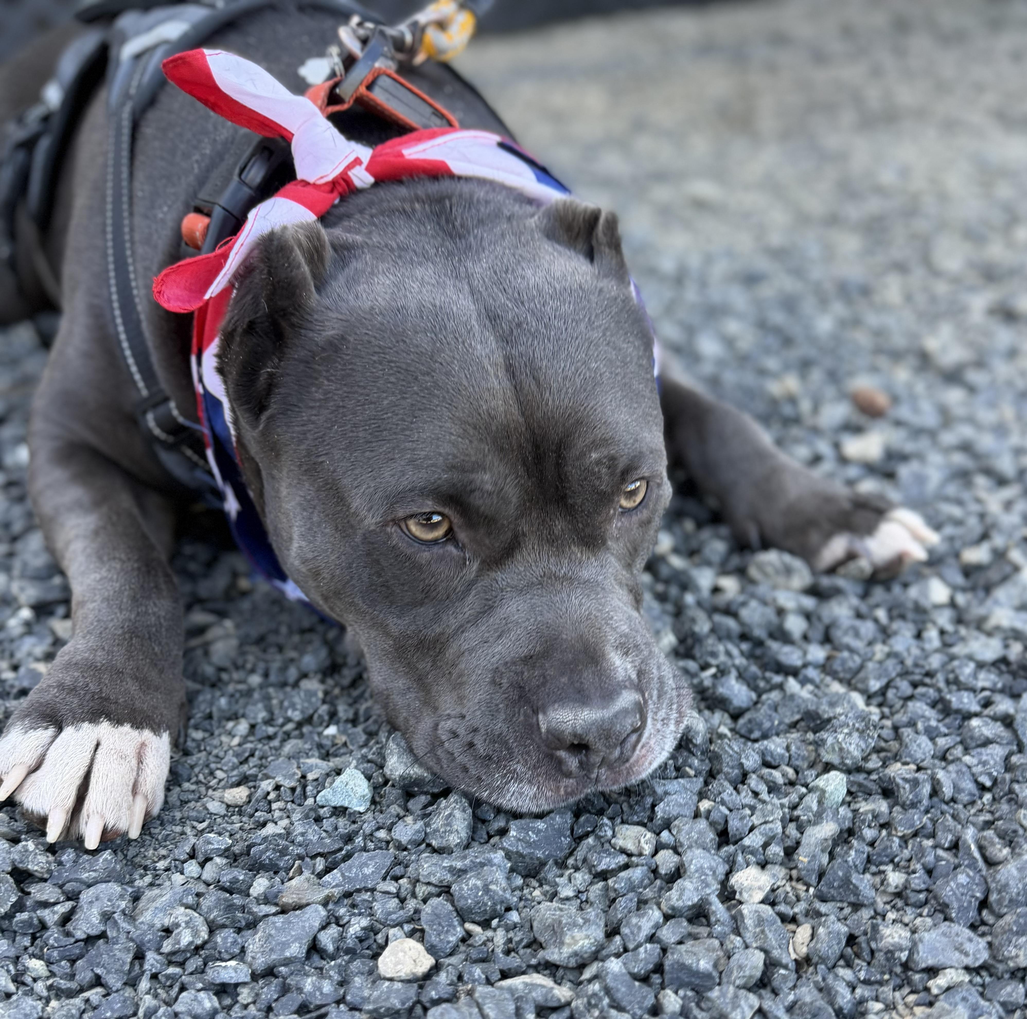 Enlarge Bowser 0126, a Adoptable mixed breed in Sonora, CA image 2/4