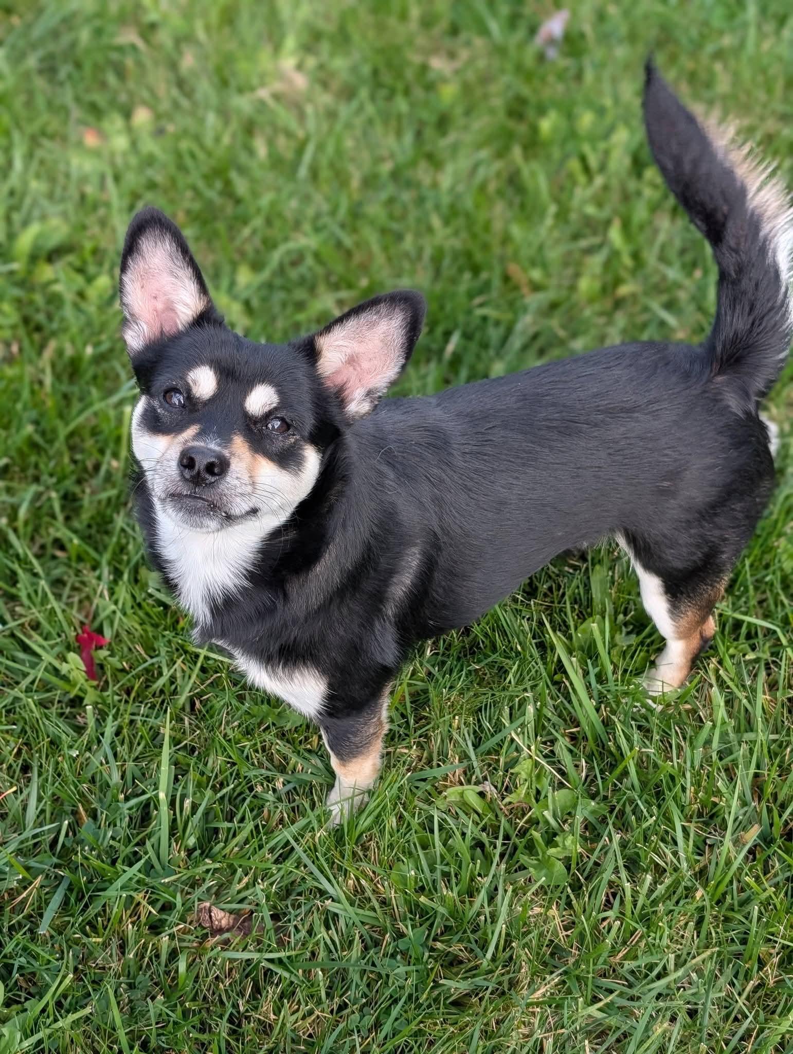 Enlarge Yoda, a Adoptable mixed breed in Grand Rapids, MI image 2/4