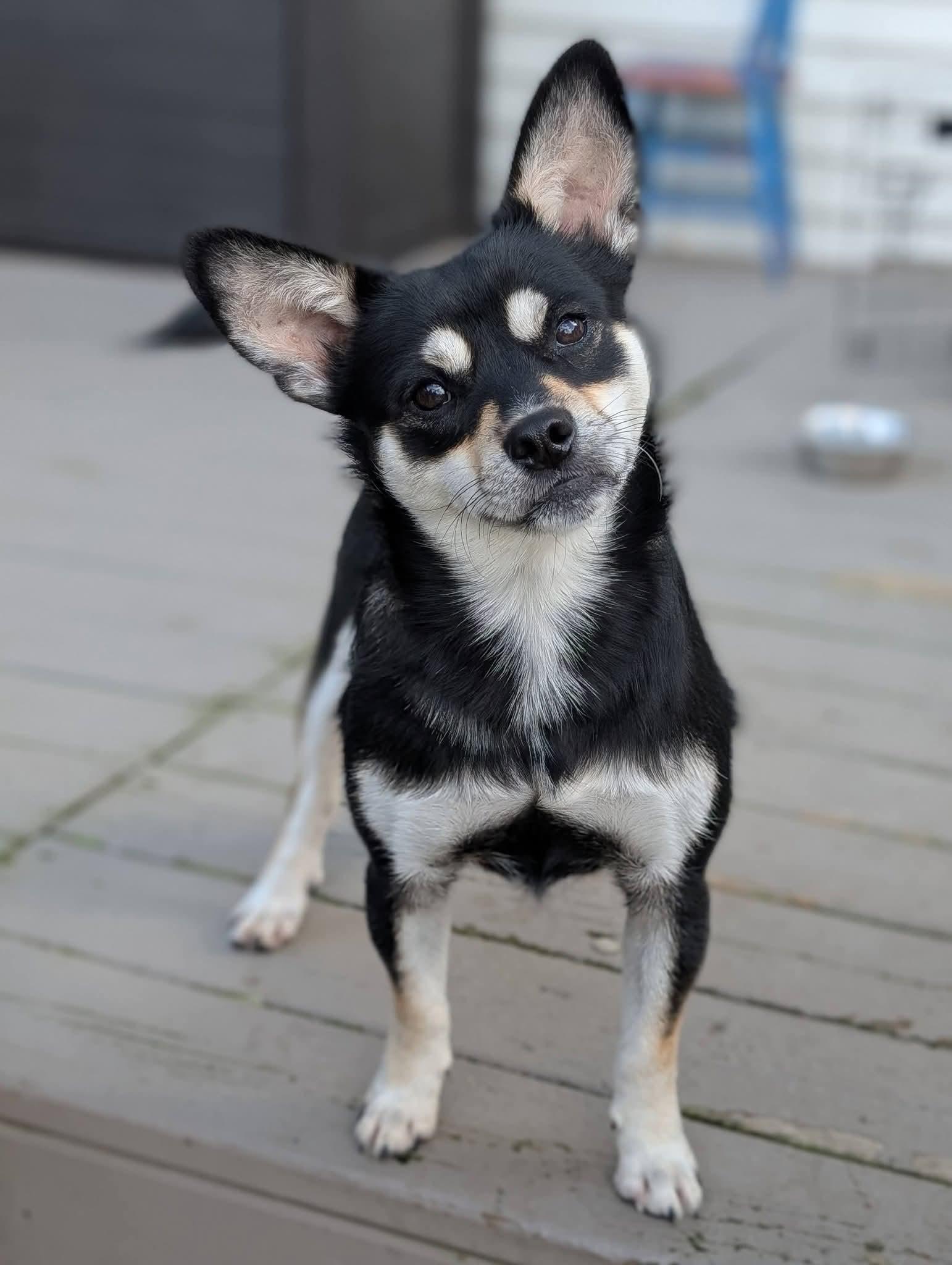 Enlarge Yoda, a Adoptable mixed breed in Grand Rapids, MI image 3/4