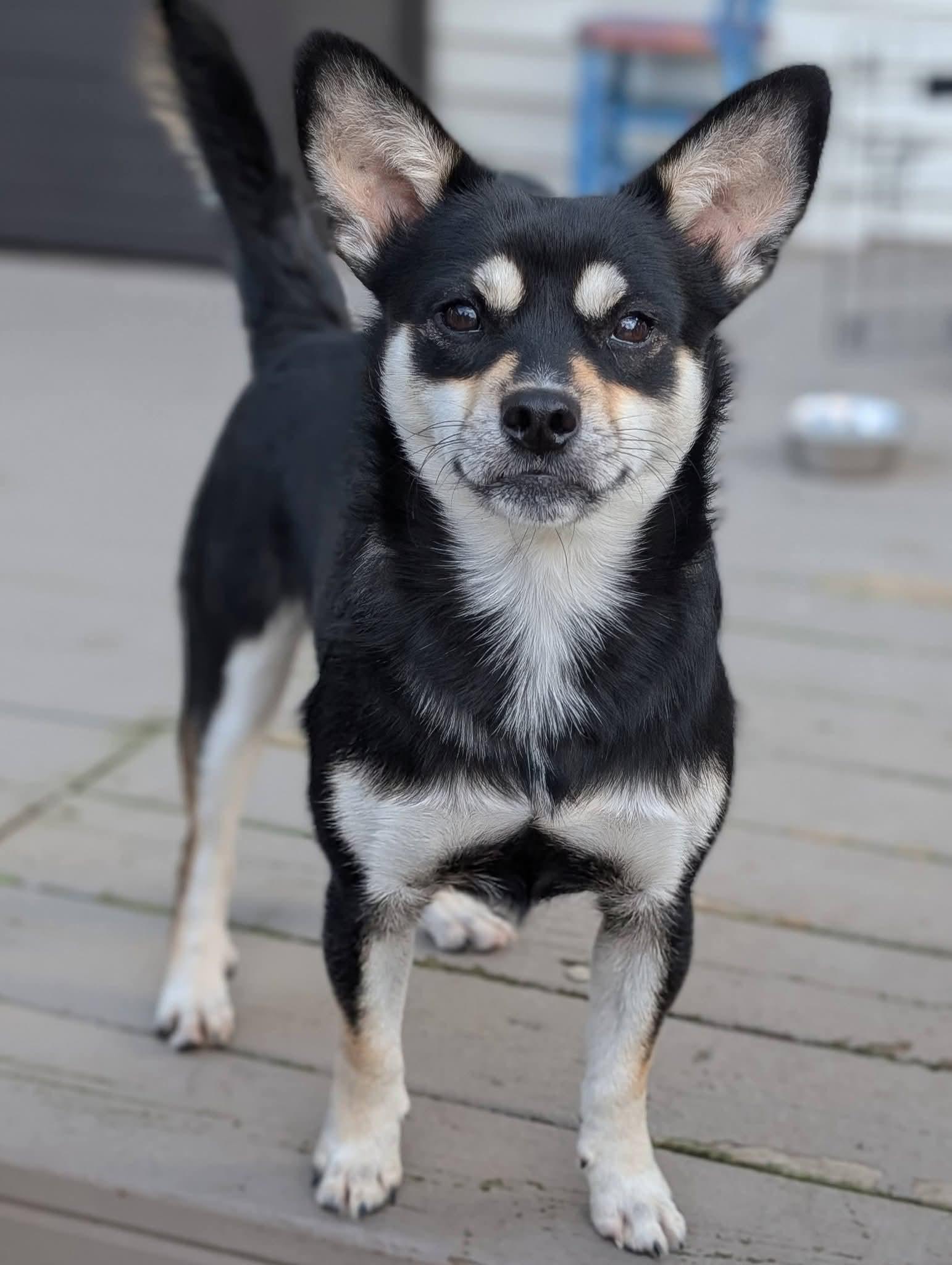 Enlarge Yoda, a Adoptable mixed breed in Grand Rapids, MI image 4/4