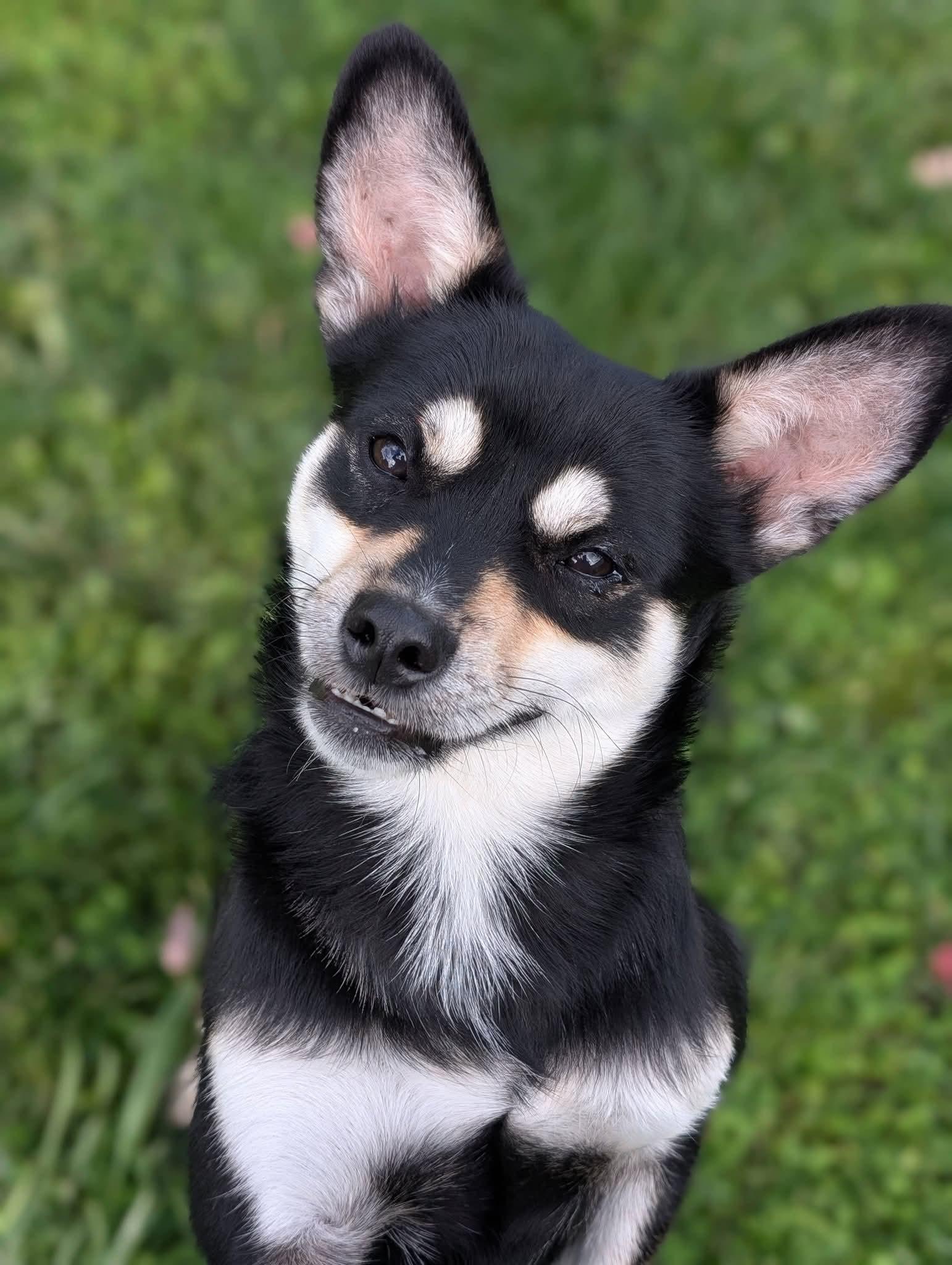 Yoda, Adoptable, Adult Male Chihuahua.
