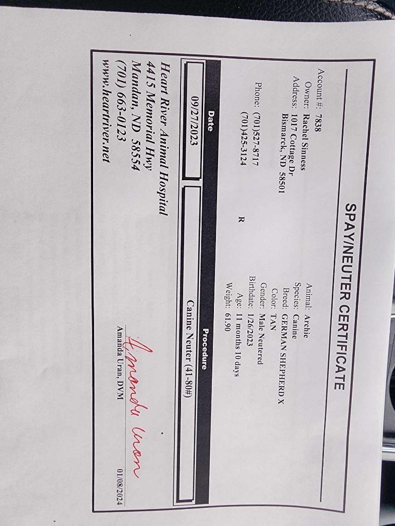 Yolk nka Bowser nka Archie, Adopted, Adult Male Mixed Breed.