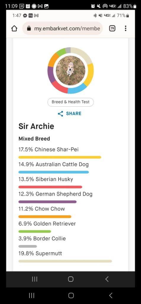 Enlarge Yolk nka Bowser nka Archie, a Adopted mixed breed in Minot, ND image 2/4