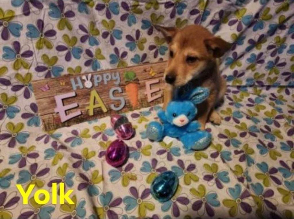 Enlarge Yolk nka Bowser nka Archie, a Adopted mixed breed in Minot, ND image 3/4