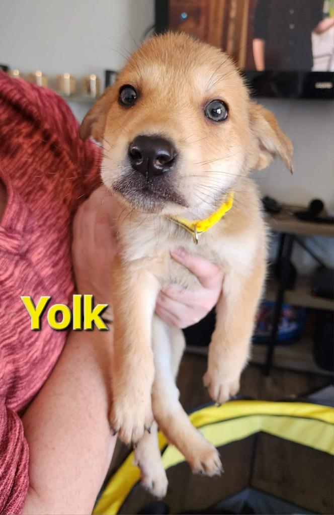 Enlarge Yolk nka Bowser nka Archie, a Adopted mixed breed in Minot, ND image 4/4