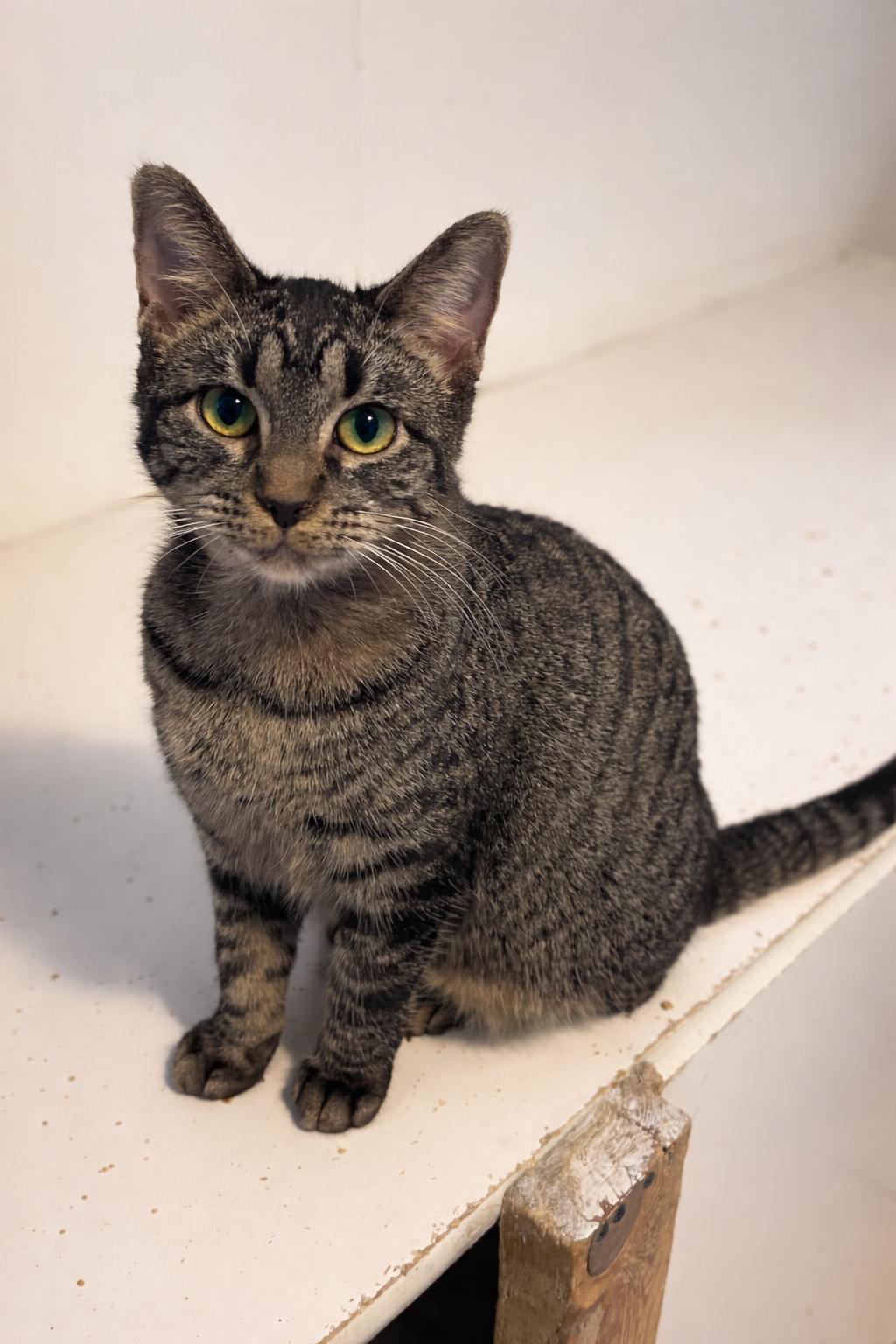Enlarge Gravy, a Adopted mixed breed in Lacon, IL image 5/6