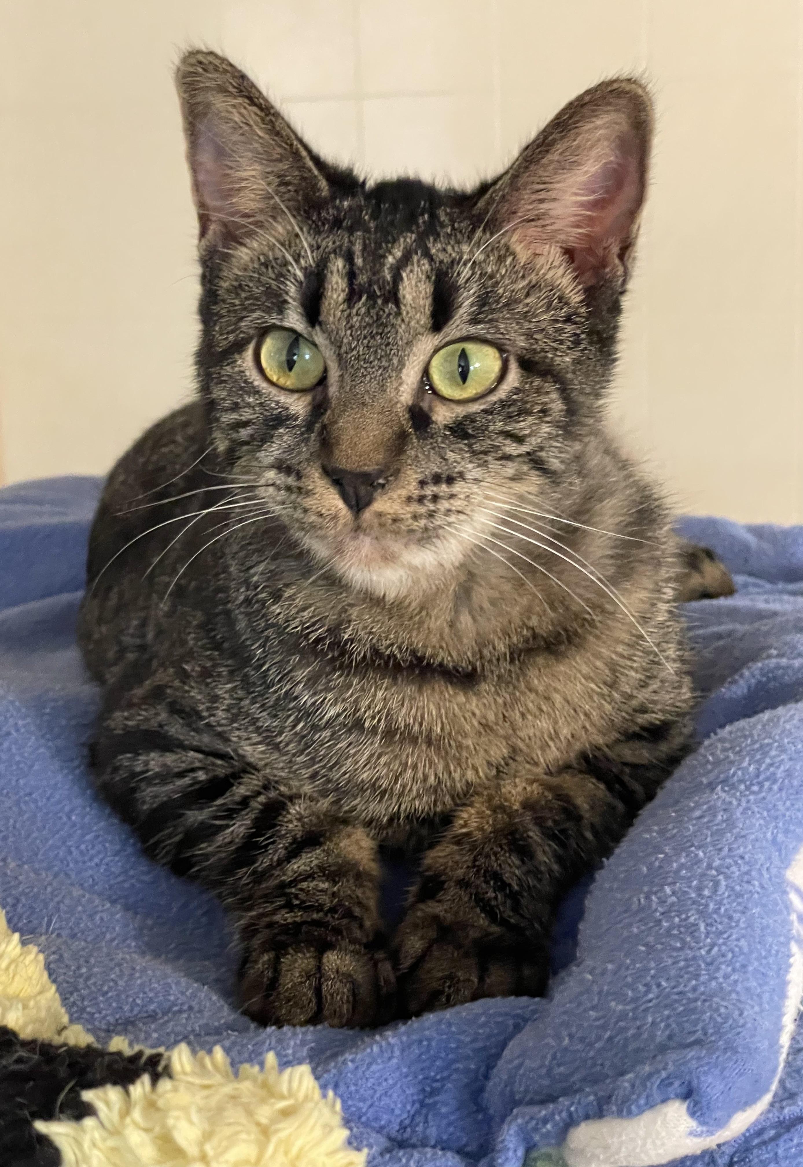 Gravy, Adopted, Young Female Domestic Short Hair.