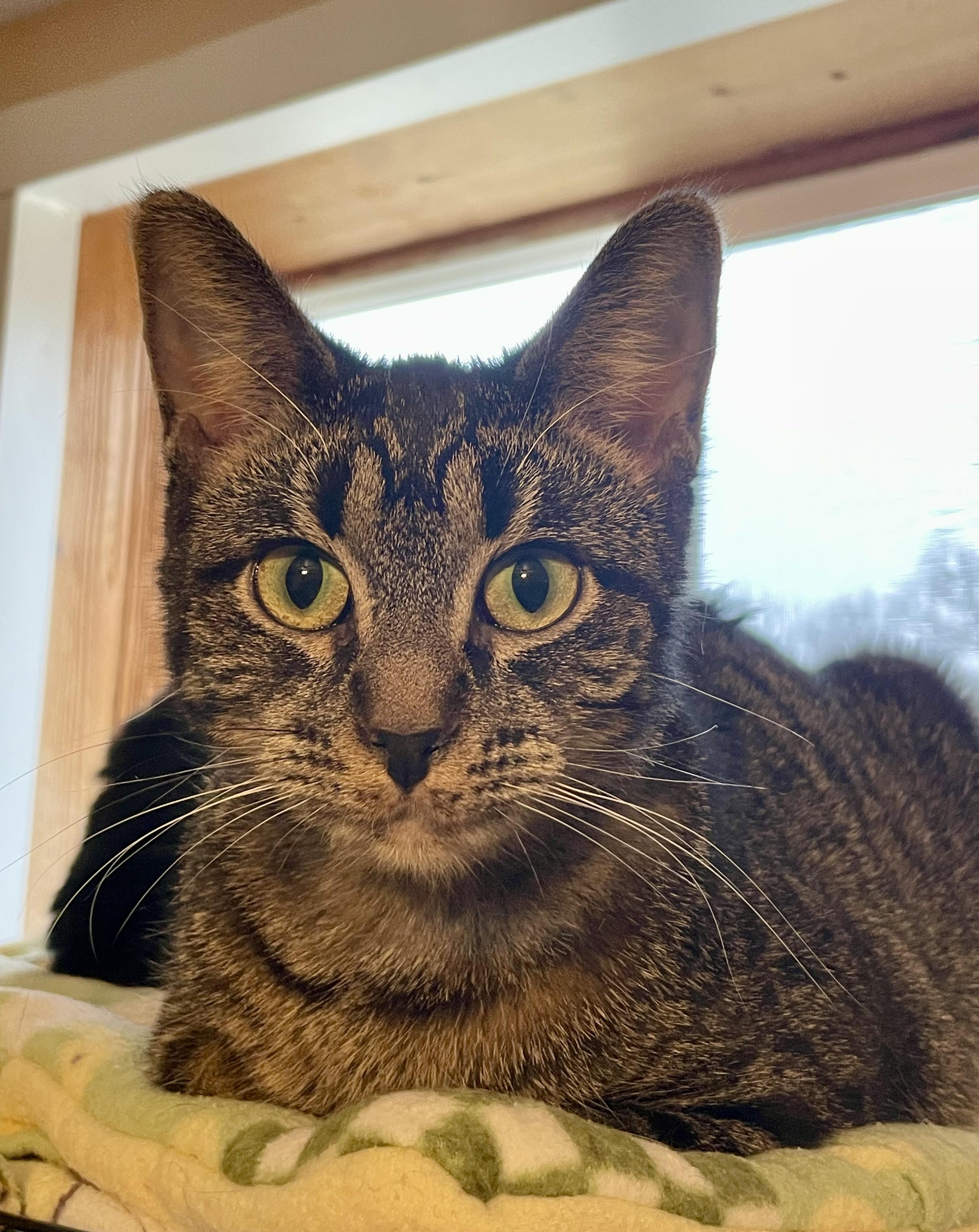 Enlarge Gravy, a Adopted mixed breed in Lacon, IL image 2/6