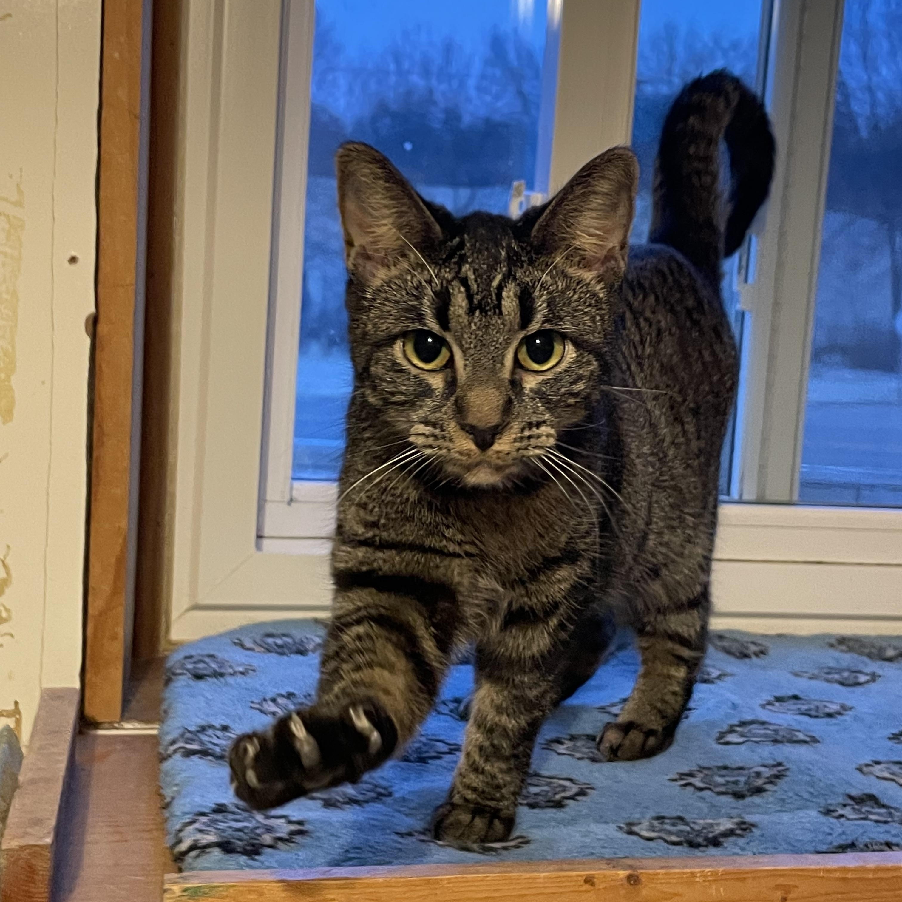 Enlarge Gravy, a Adopted mixed breed in Lacon, IL image 6/6