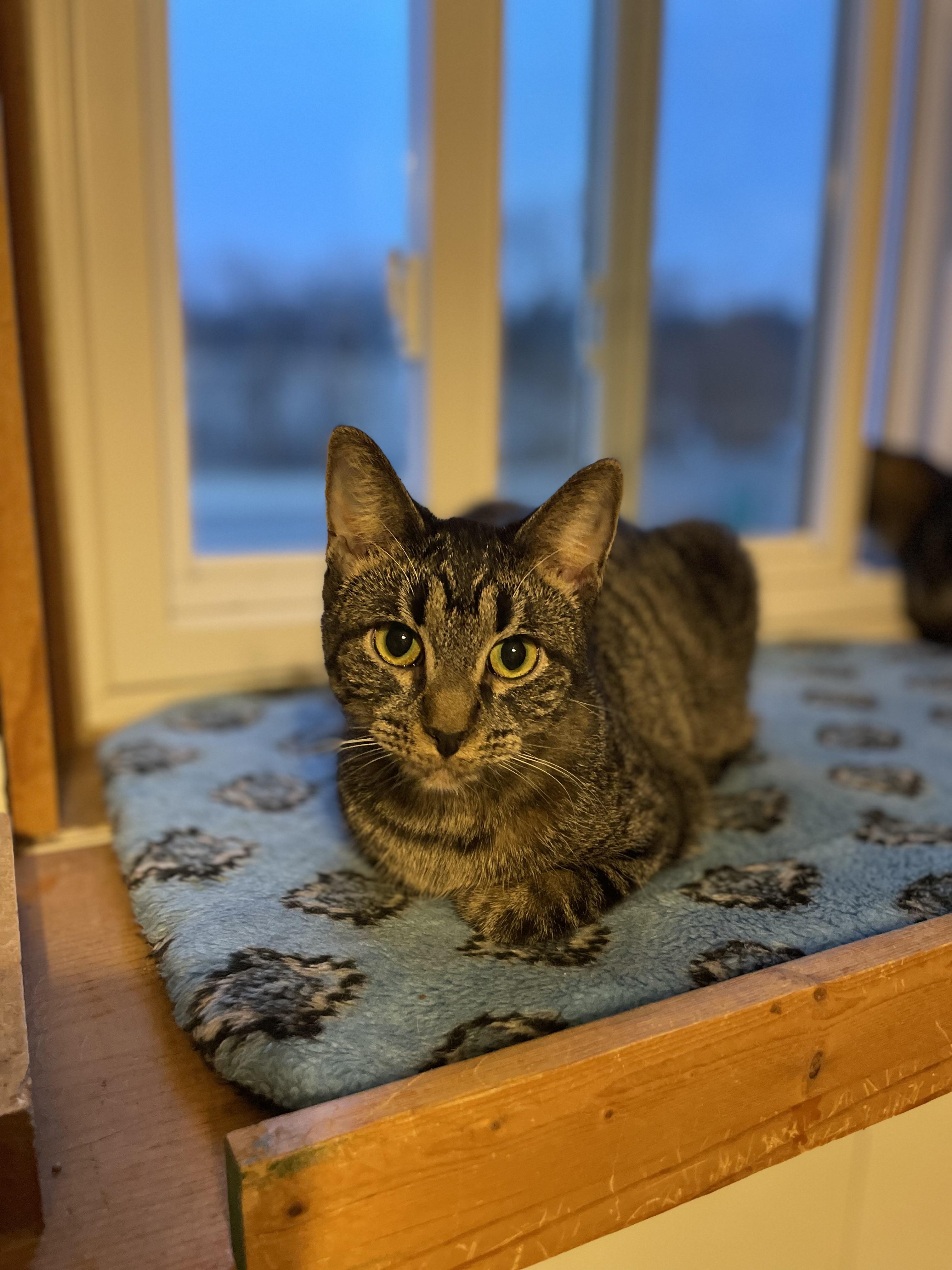 Enlarge Gravy, a Adopted mixed breed in Lacon, IL image 3/6