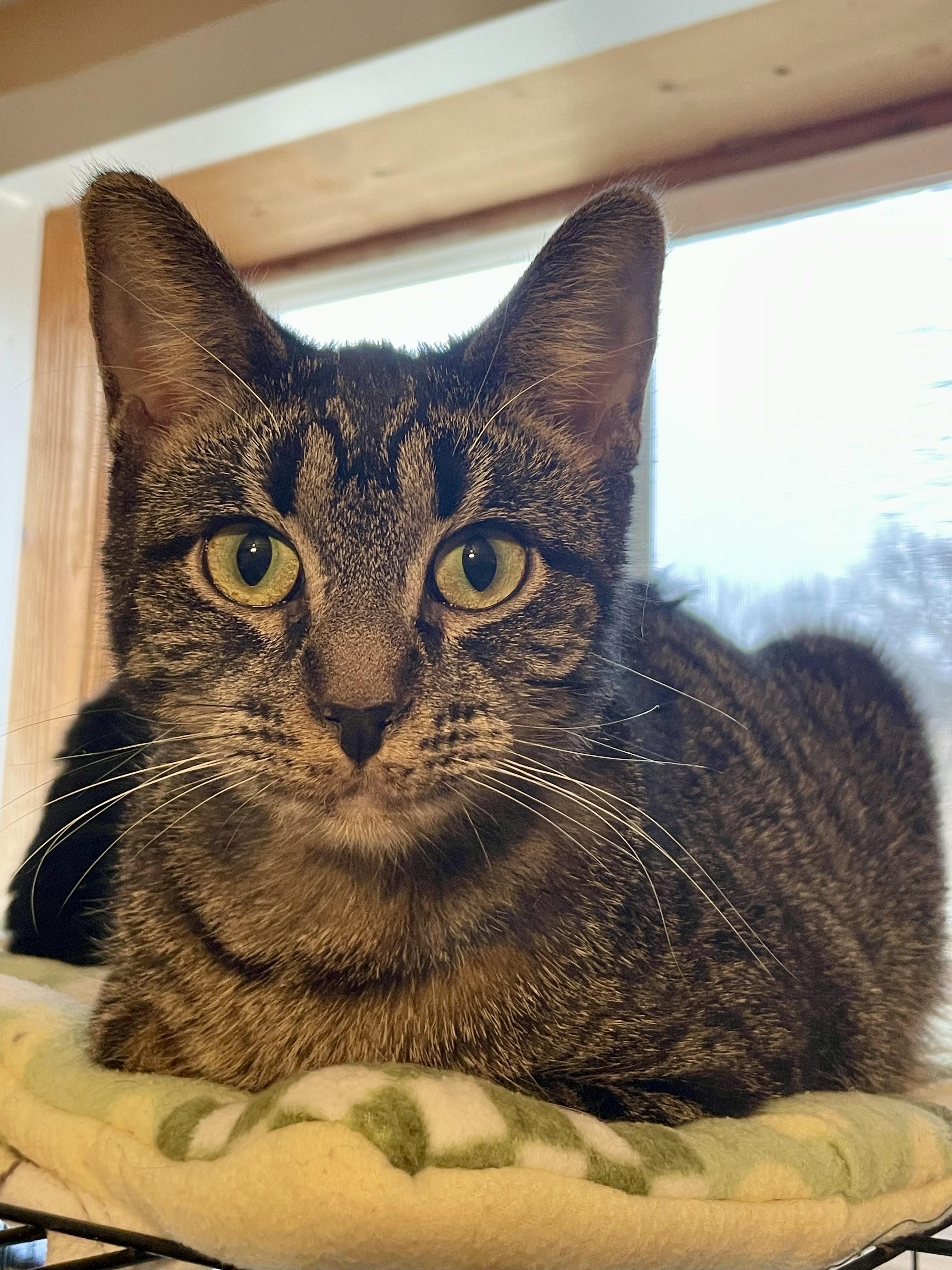 Enlarge Gravy, a Adopted mixed breed in Lacon, IL image 4/6