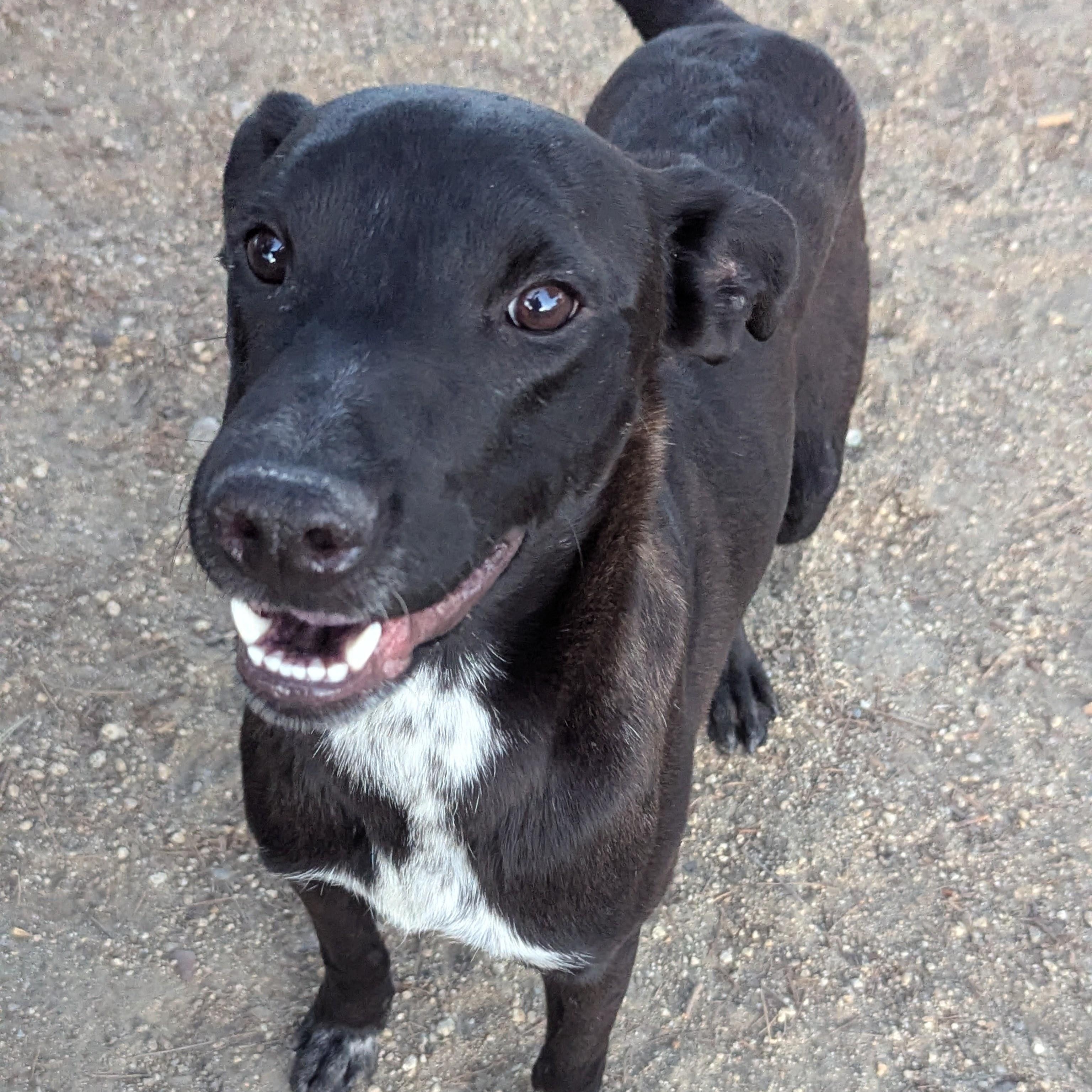 Enlarge Neptune, a Adoptable mixed breed in Portland, OR image 2/6
