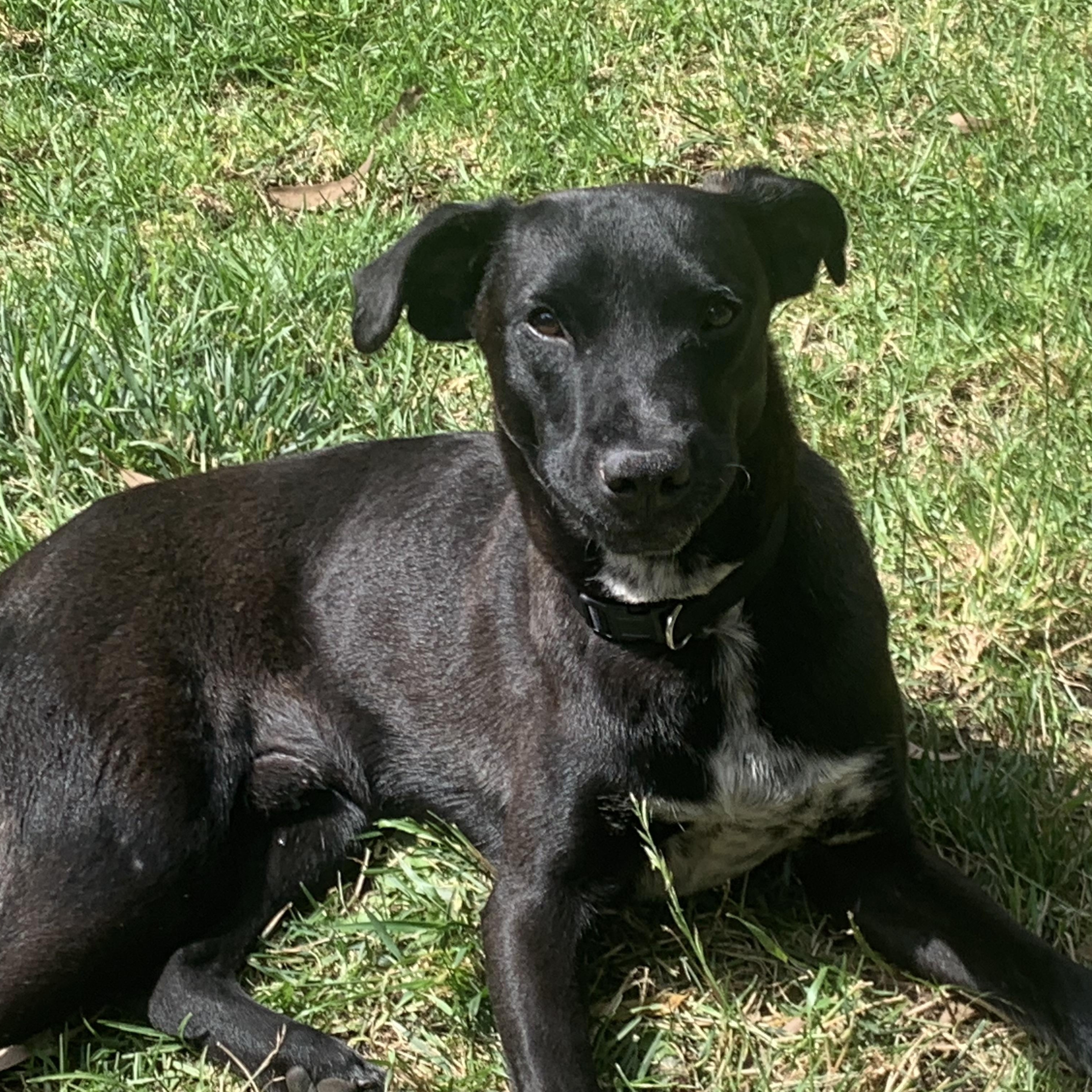 Enlarge Neptune, a Adoptable mixed breed in Portland, OR image 5/6
