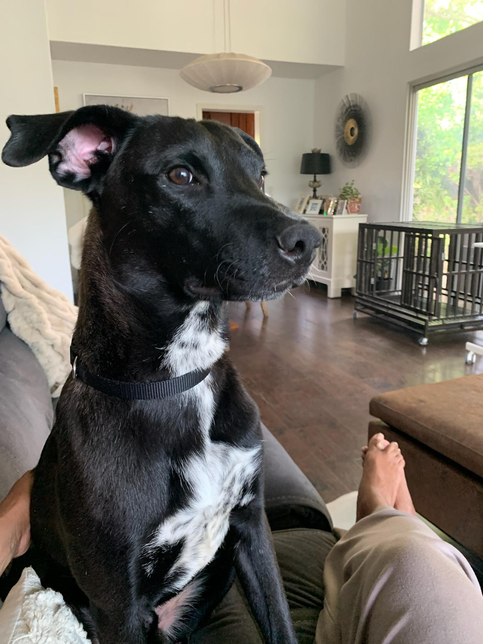 Neptune, Adoptable, Young Male Border Collie & Black Labrador Retriever.