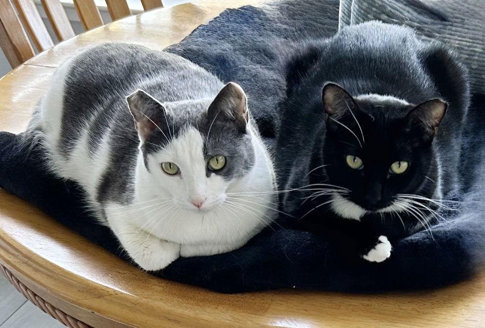 Enlarge Luna and Xena, a Adoptable mixed breed in Walnut Creek, CA image 2/3