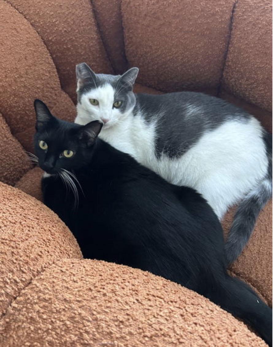 Enlarge Luna and Xena, a Adoptable mixed breed in Walnut Creek, CA image 3/3