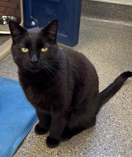 Enlarge Milton, a ADOPTABLE Domestic Short Hair in Lansing, MI image 2/4