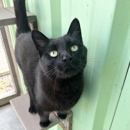 Enlarge Milton, a ADOPTABLE Domestic Short Hair in Lansing, MI image 1/4