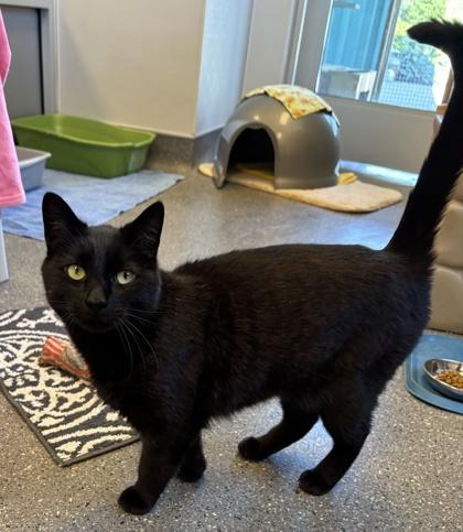 Enlarge Milton, a ADOPTABLE Domestic Short Hair in Lansing, MI image 3/4